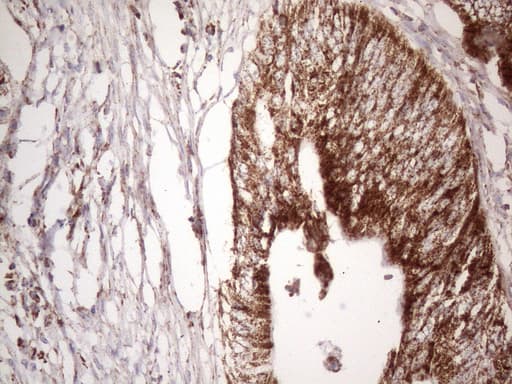 STOML2 Antibody (clone OTI1G6)