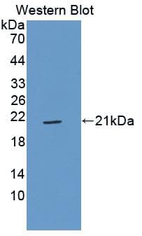 GP9 / CD42a Antibody (aa1-161)