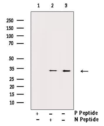 CDK5 Antibody (phospho-Tyr15)