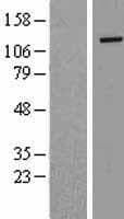 ZNF574 Protein (Over-Expression Lysate Myc-DDK (Flag))