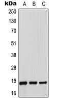 TXN2 / Thioredoxin 2 Antibody (C-Terminus)