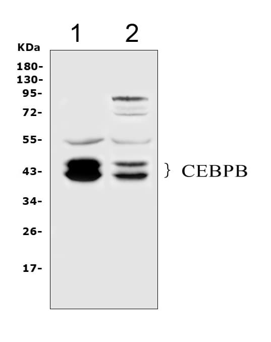 C/EBP Beta / CEBPB Antibody (aa1-200)