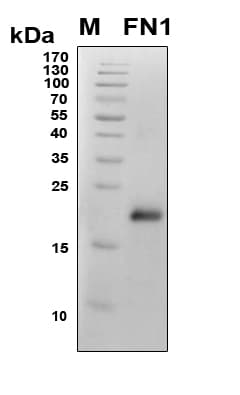Human FN1 / Fibronectin Protein (Recombinant 6His, N-terminus)