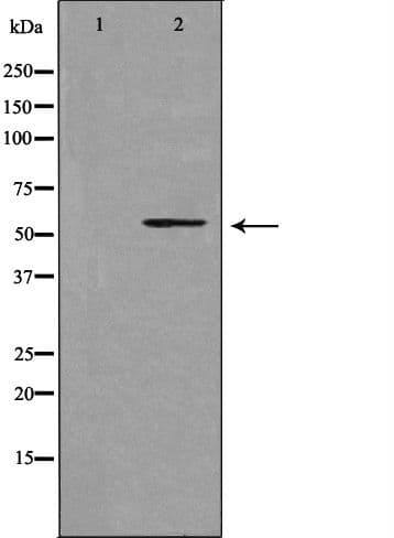 Polyclonal Rabbit anti-Human CYP39A1 Antibody (IF, WB)