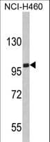 EPB41L4B Antibody (aa650-677)