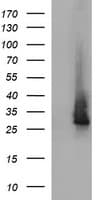 CHAC1 / MGC4504 Antibody (clone OTI1E3, Carrier-free)