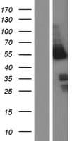 NFIB Protein (Over-Expression Lysate Myc-DDK (Flag))