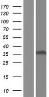 HNRNPCL2 Protein (Over-Expression Lysate Myc-DDK (Flag))