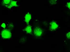 ERCC1 Antibody (clone OTI1G6)