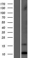 LCE1C Protein (Over-Expression Lysate Myc-DDK (Flag))