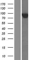 ARHGAP18 Protein (Over-Expression Lysate Myc-DDK (Flag))