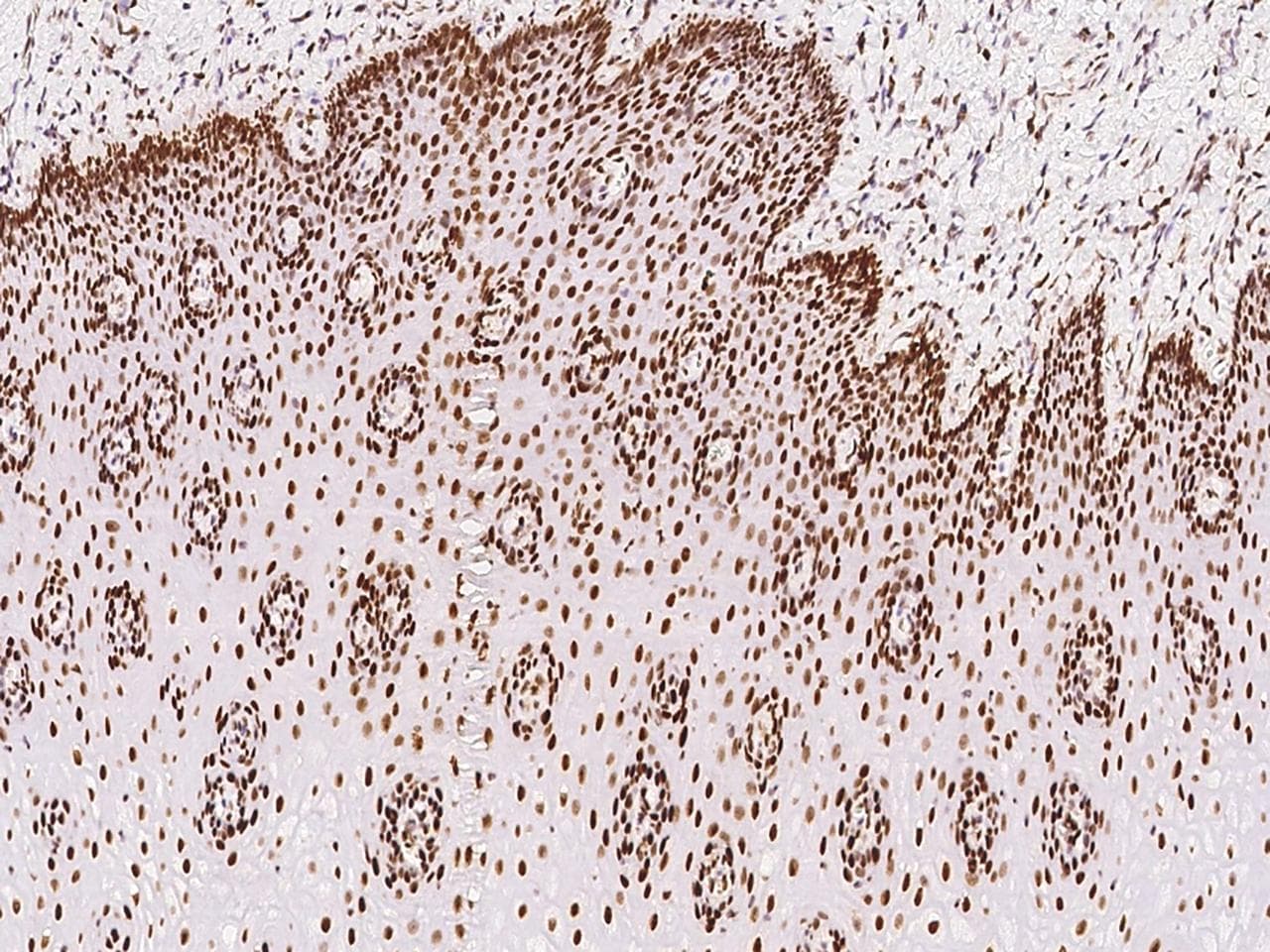 RCC2 Antibody