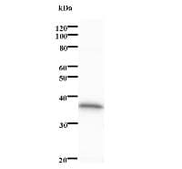 Monoclonal Mouse anti-Human PDCD11 Antibody (clone 158C1a, WB)