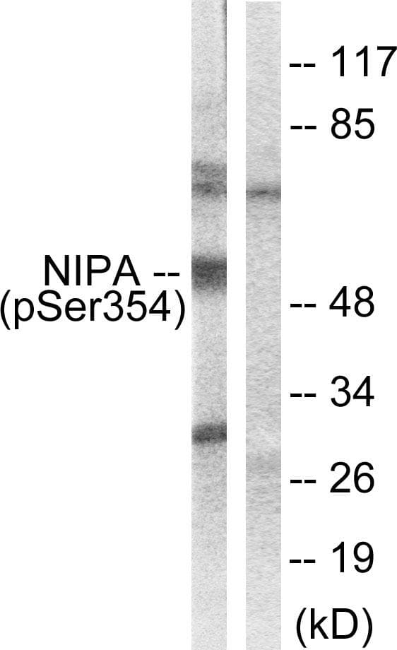 ZC3HC1 / NIPA Antibody (phospho-Ser354)