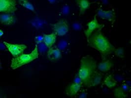TTC32 Antibody (clone OTI5B6)