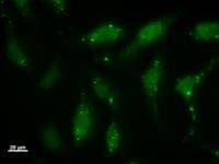 ID2 Antibody (clone 2457C5a)