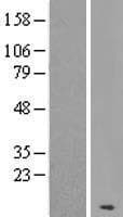 KRTAP19-7 Protein (Over-Expression Lysate Myc-DDK (Flag))