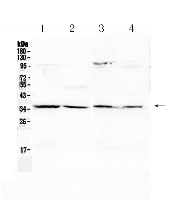 ANXA4 / Annexin IV Antibody