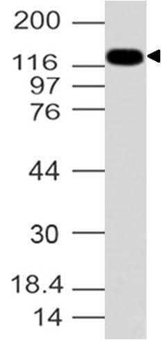 FHOS / FHOD1 Antibody (aa1-321)