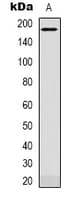 PLXNC1 / Plexin C1 Antibody (Internal)