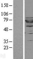 GSPT2 Protein (Over-Expression Lysate Myc-DDK (Flag))