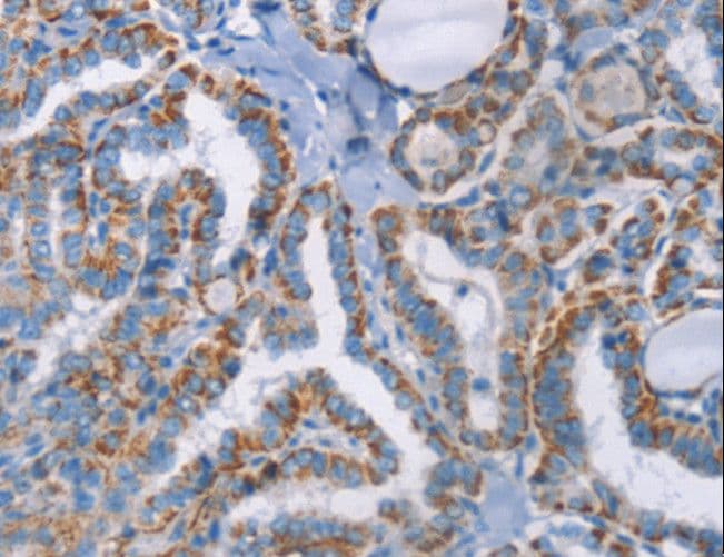 GPA33 / A33 Antibody