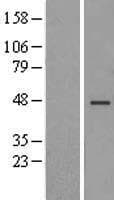 TMEM43 Protein (Over-Expression Lysate Myc-DDK (Flag))