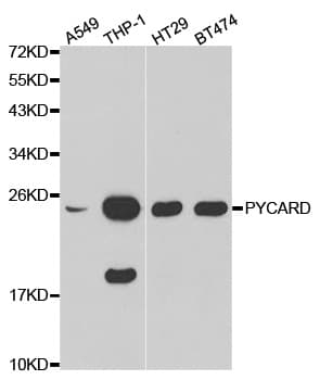 PYCARD / ASC / TMS1 Antibody