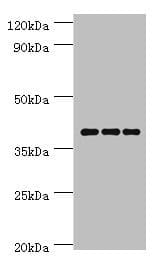 PAX4 Antibody (aa50-200)