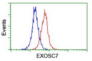 EXOSC7 Antibody (clone OTI1G8)
