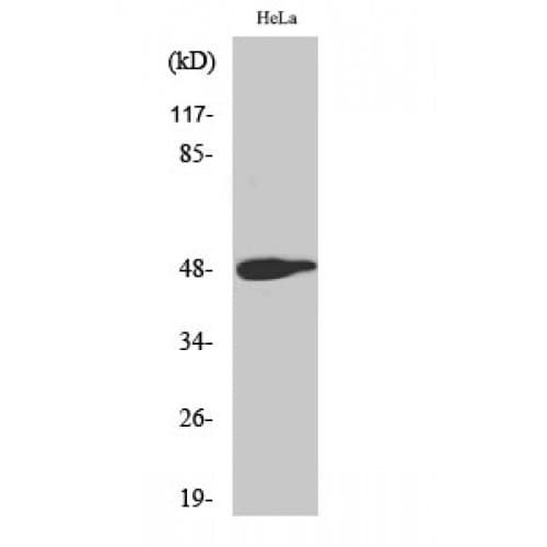 JUN / c-Jun Antibody (180-260 aa)
