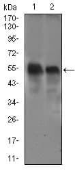 DCTN4 / Dynactin 4 Antibody (aa57-298, clone 3G9D7)