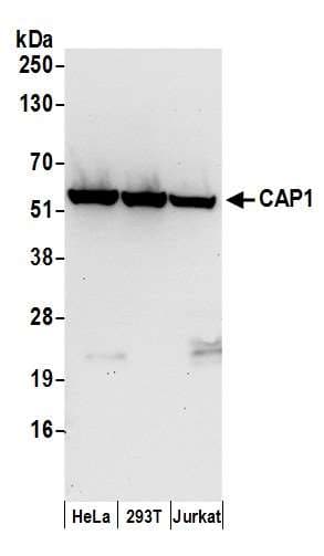 CAP1 Antibody (aa275-325)
