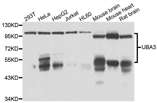 Polyclonal Rabbit anti-Human UBA3 / UBE1C Antibody (IHC, WB)