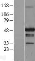 STAC Protein (Over-Expression Lysate Myc-DDK (Flag))
