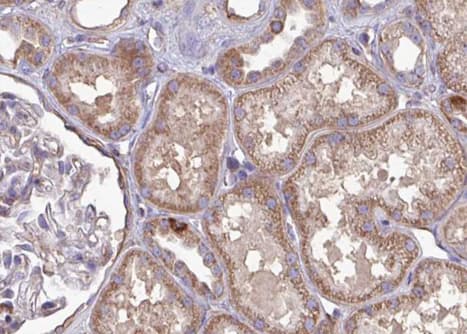 BATF Antibody