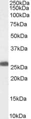 IHC-plus™ PGRMC1 / MPR Antibody (aa185-195)