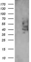 PTGES2 Antibody (clone OTI2C3)