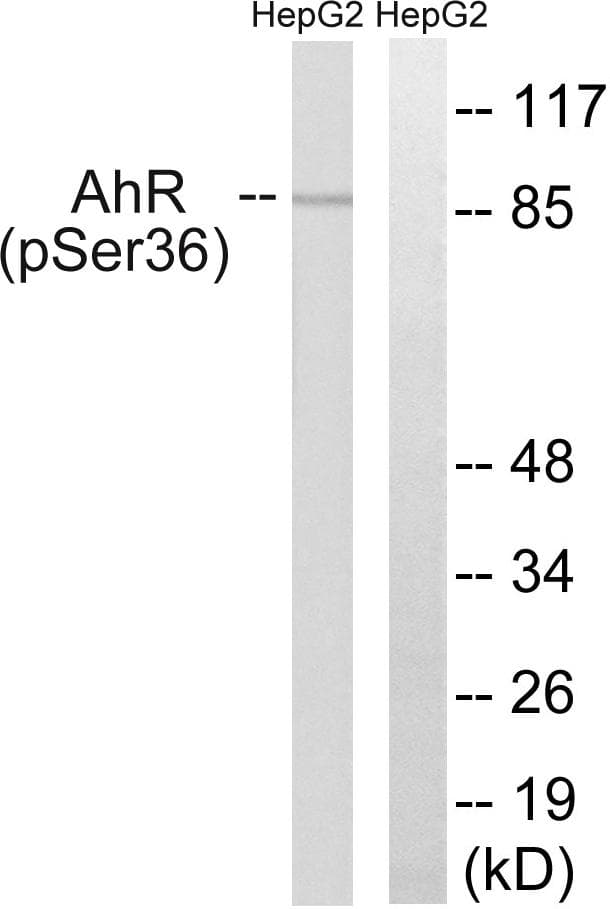 AHR Antibody (phospho-Ser36)
