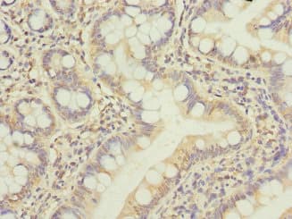 BCL2L15 Antibody