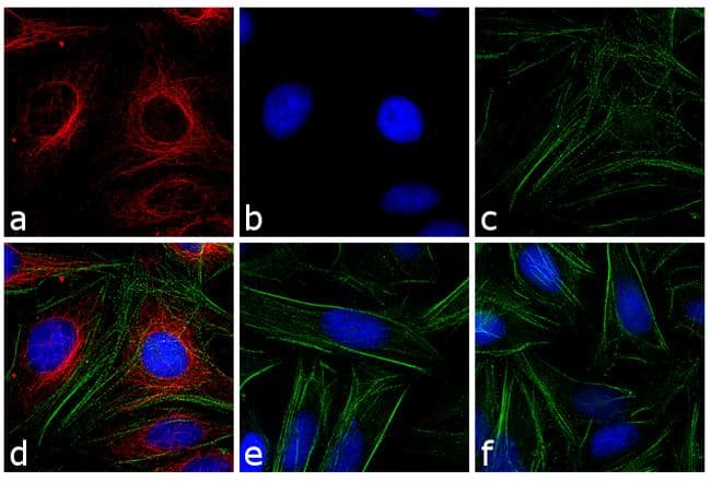 Polyclonal Goat Anti-Mouse IgG Secondary Antibody (DY594, IHC, IF, WB)