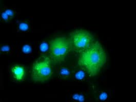 MAPK12 / ERK6 / SAPK3 Antibody (clone OTI4C1)
