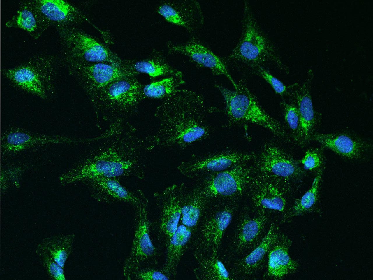 C1orf31 Antibody