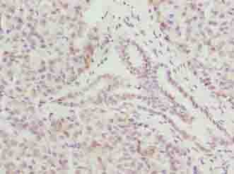 CMC1 Antibody