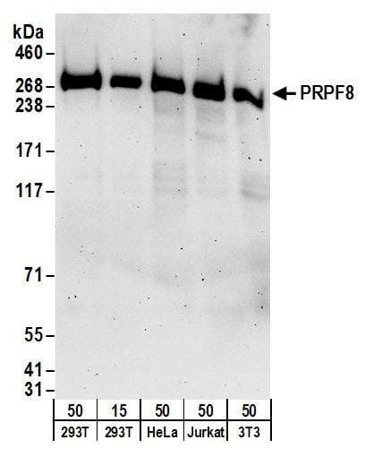 HNRNPL / hnRNP L Antibody (aa350-400)
