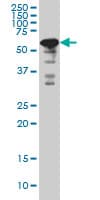 YY1 Antibody (clone 2C5)