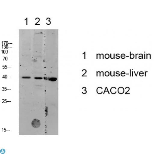 MAPK14 / p38 Antibody