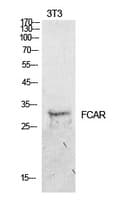 FCAR / CD89 Antibody
