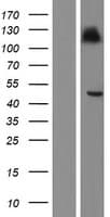 HLA-F Protein (Over-Expression Lysate Myc-DDK (Flag))