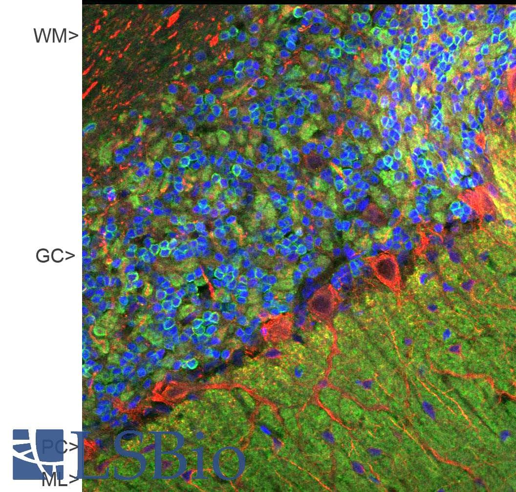 IHC-plus™ VILIP / VSNL1 Antibody